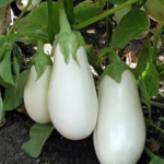 Aubergine - White Casper (Italian) - Approx 10 Seeds