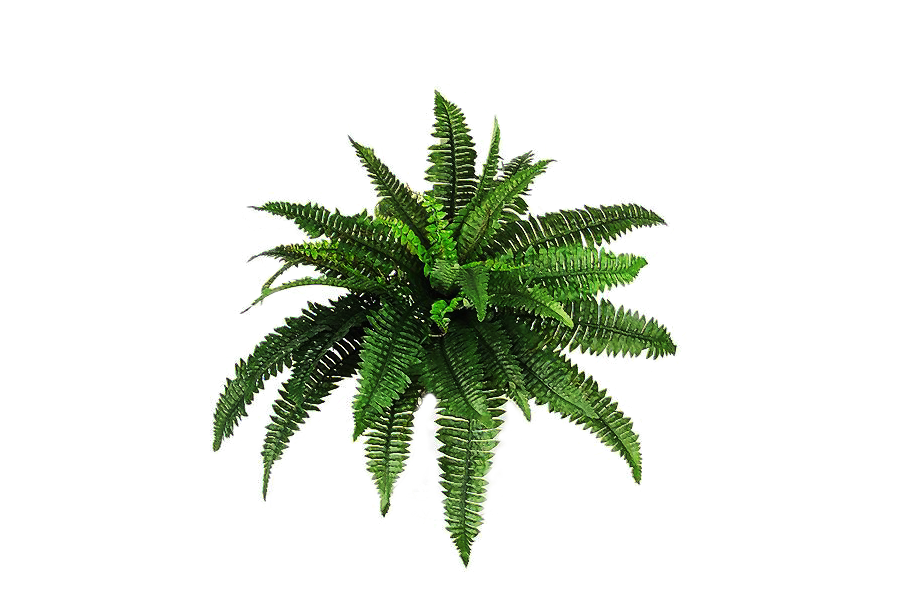 Plant2